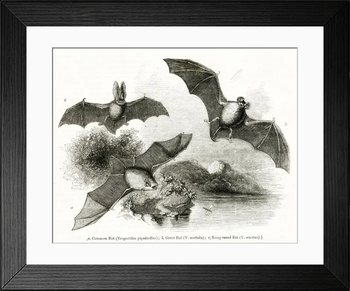 Framed Print : Three species of bat in flight Framed Print : Three species of bat in flight