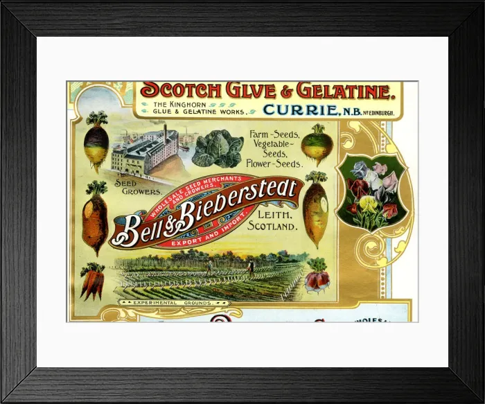 Framed Print : Advert, Bell & Bieberstedt, Seed Growers, Leith, Scotland Framed Print : Advert, Bell & Bieberstedt, Seed Growers, Leith, Scotland
