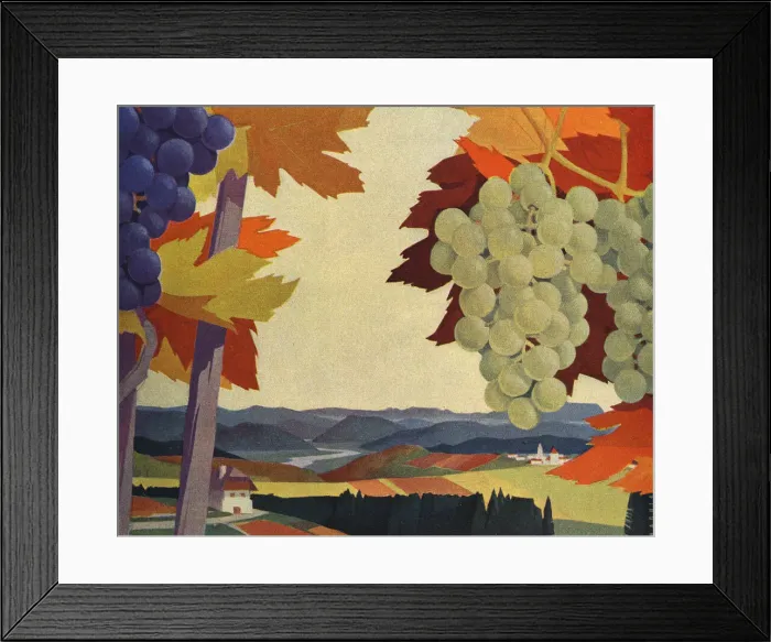 Framed Print : Grape vines Framed Print : Grape vines