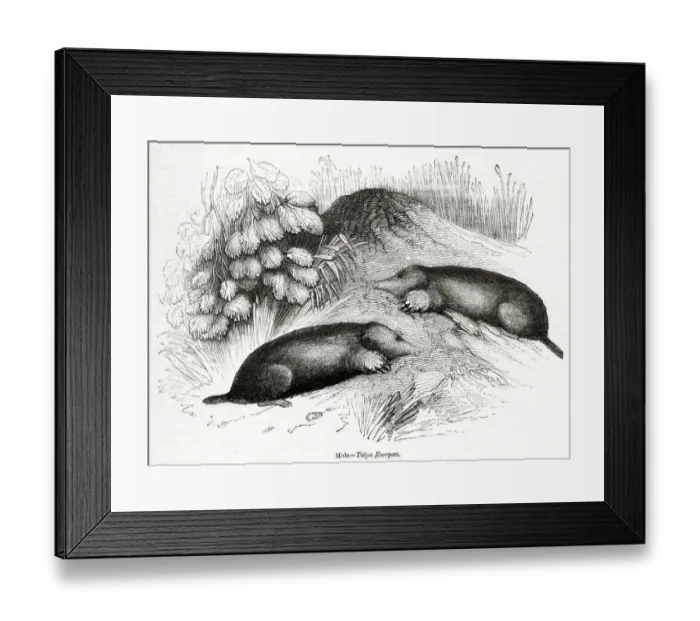 Framed Print : Two moles (Talpa Europaea) Framed Print : Two moles (Talpa Europaea)
