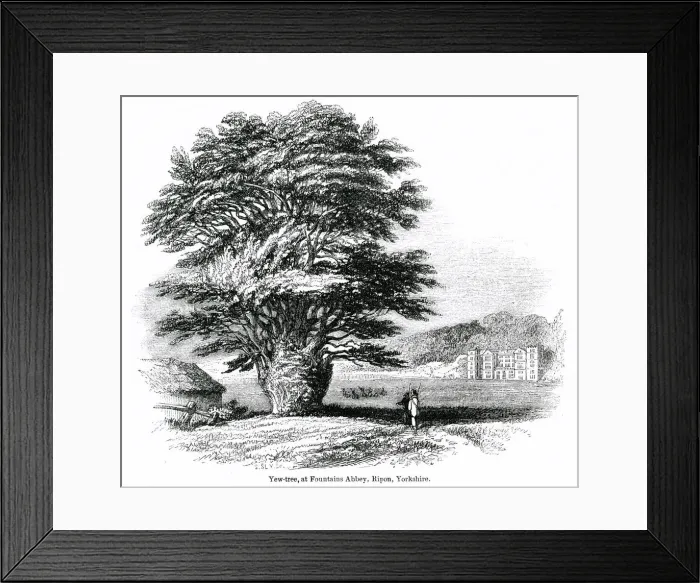 Framed Print : Yew tree, Fountains Abbey, Ripon, Yorkshire Framed Print : Yew tree, Fountains Abbey, Ripon, Yorkshire