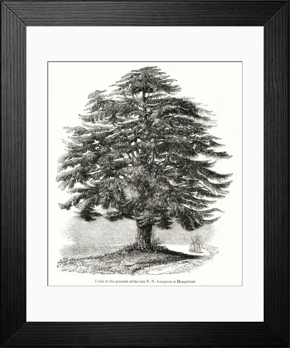 Framed Print : Cedar of Lebanon, Hampstead, NW London Framed Print : Cedar of Lebanon, Hampstead, NW London