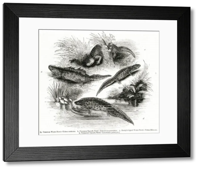 Framed Print : Varieties of Water Newt or Eft Framed Print : Varieties of Water Newt or Eft