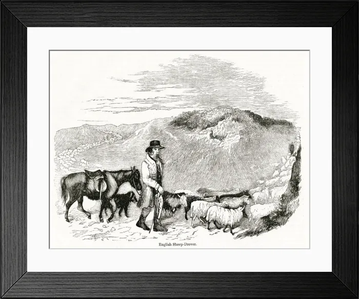 Framed Print : English sheep drover at work Framed Print : English sheep drover at work