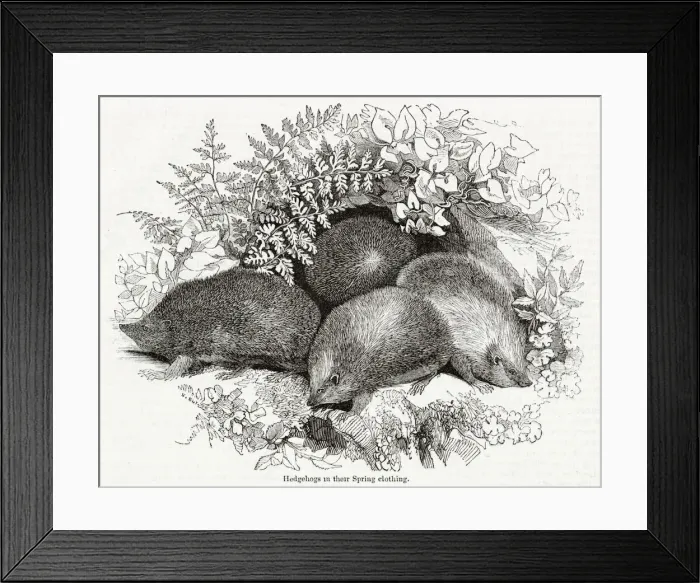 Framed Print : Hedgehogs (Erinaceus europaeus) in the spring Framed Print : Hedgehogs (Erinaceus europaeus) in the spring