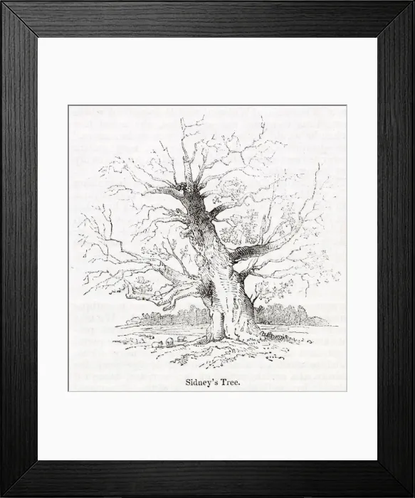 Framed Print : Sidneys oak tree at Penshurst, Tonbridge, Kent Framed Print : Sidneys oak tree at Penshurst, Tonbridge, Kent