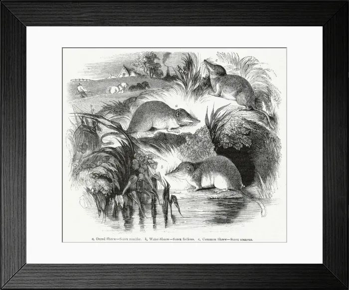 Framed Print : Three varieties of British shrew Framed Print : Three varieties of British shrew