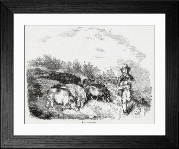 Framed Print : Irish pig drover at work Framed Print : Irish pig drover at work
