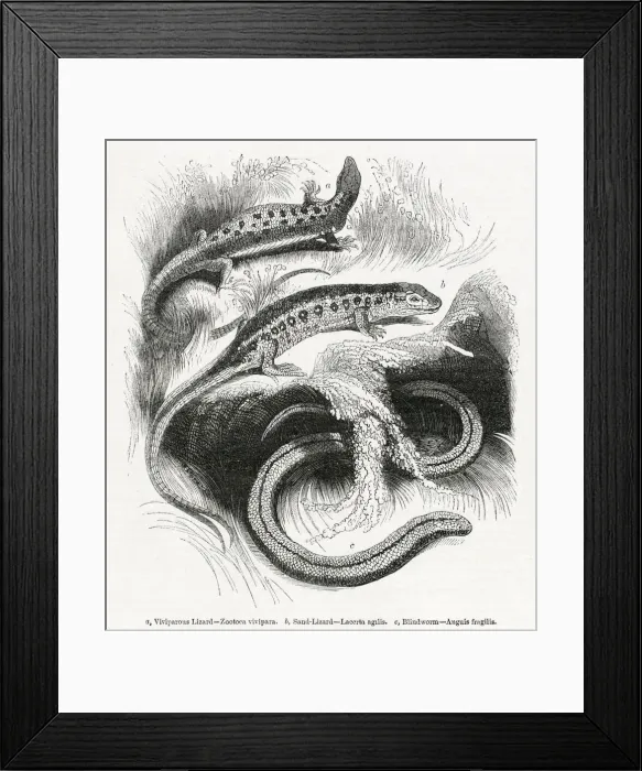 Framed Print : Three varieties of lizard Framed Print : Three varieties of lizard