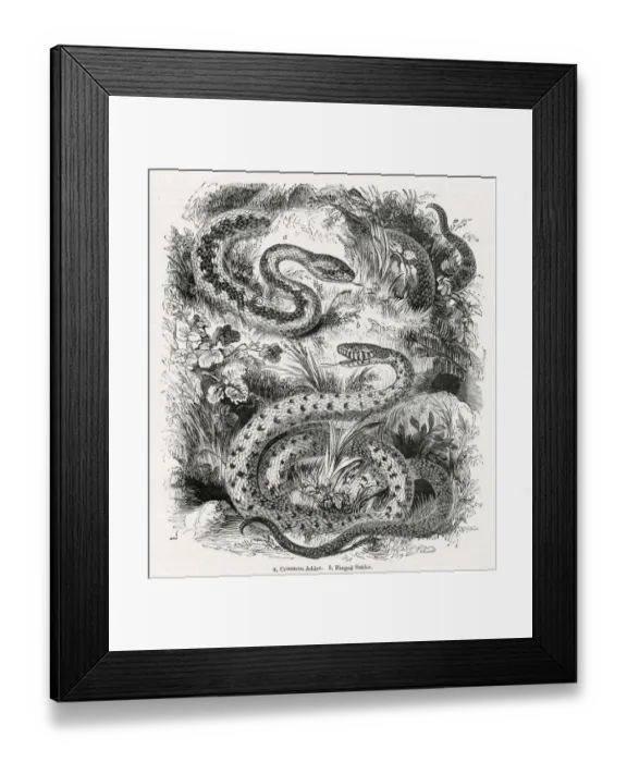 Framed Print : Common adder and Ringed snake Framed Print : Common adder and Ringed snake