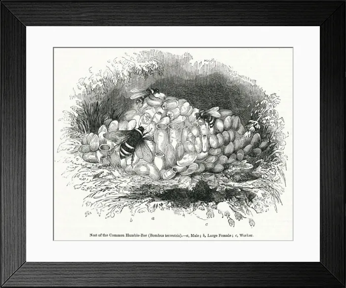 Framed Print : Common Humble Bees Framed Print : Common Humble Bees