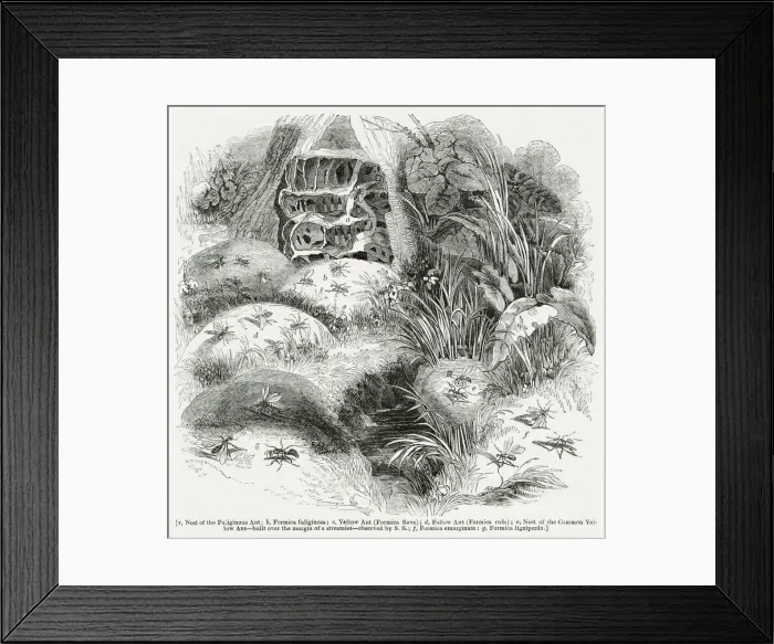 Framed Print : Varieties of ants and their nests