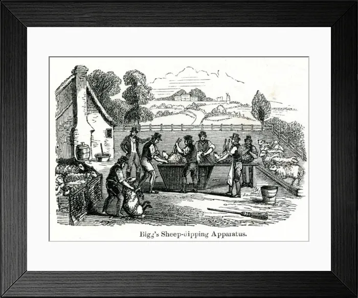 Framed Print : Biggs sheep-dipping apparatus 1851 Framed Print : Biggs sheep-dipping apparatus 1851