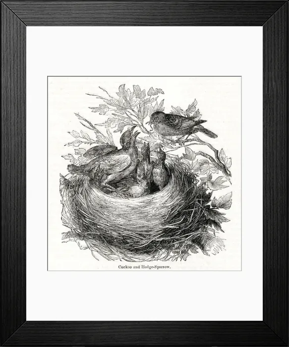 Framed Print : The Year of the Poets -- Cuckoo in sparrows nest