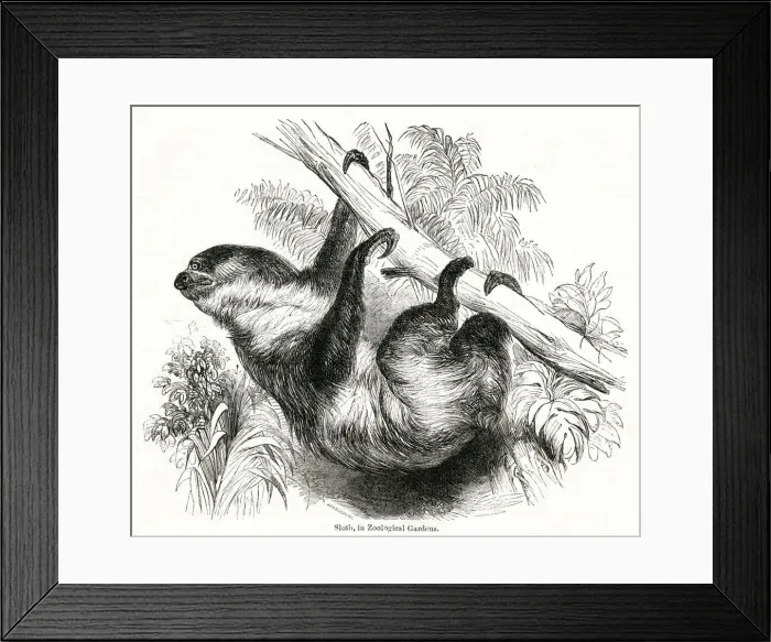 Framed Print : Sloth in the Zoological Society Gardens Framed Print : Sloth in the Zoological Society Gardens