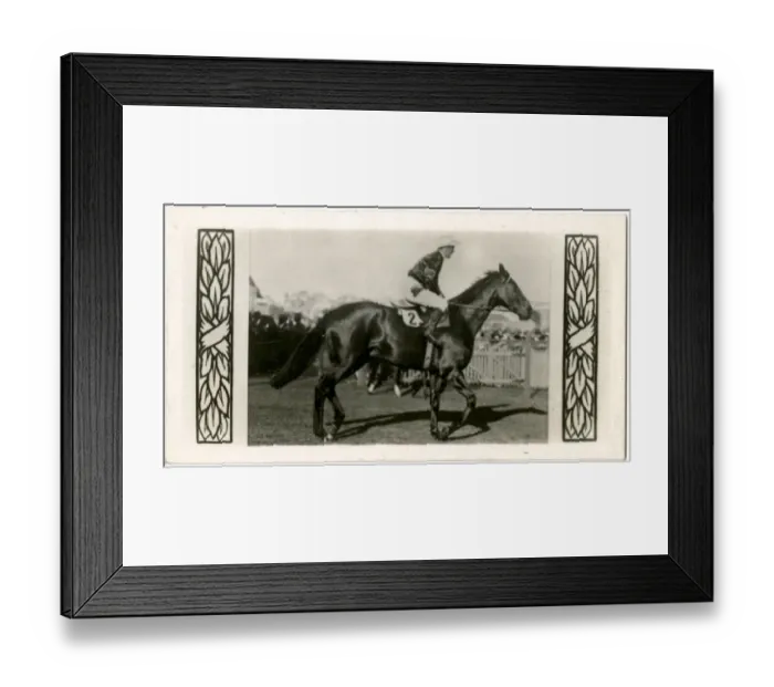 Framed Print : Aorangi, Australian race horse