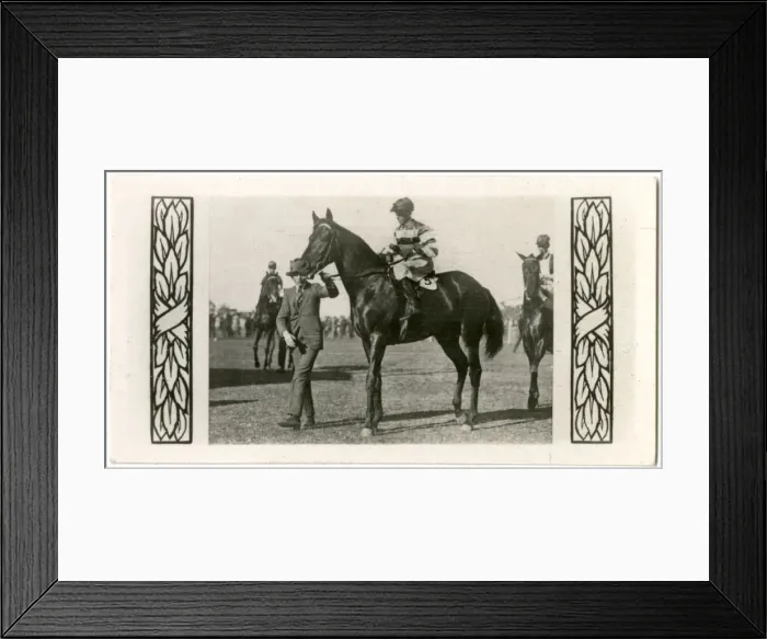 Framed Print : Bicolor, Australian race horse Framed Print : Bicolor, Australian race horse