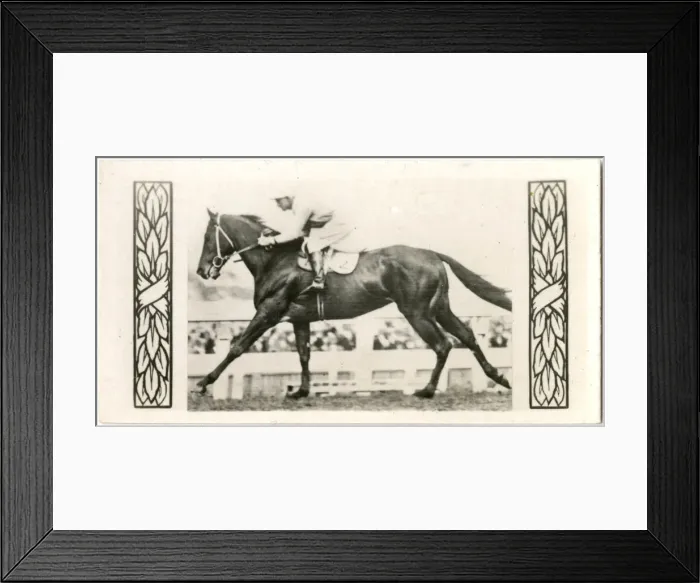 Framed Print : Silvius, Australian race horse Framed Print : Silvius, Australian race horse
