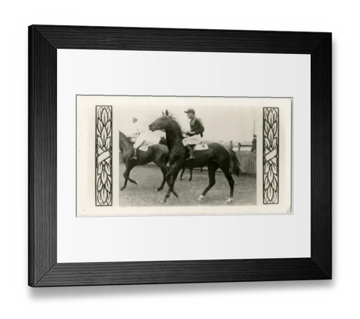 Framed Print : Vaals, Australian race horse Framed Print : Vaals, Australian race horse