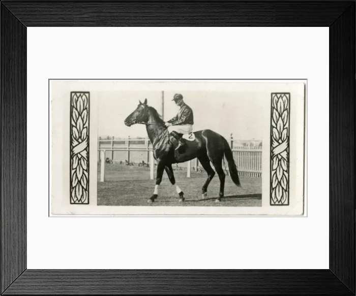 Framed Print : The Hawk, Australian race horse Framed Print : The Hawk, Australian race horse