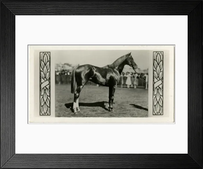 Framed Print : Trivalve, Australian race horse Framed Print : Trivalve, Australian race horse