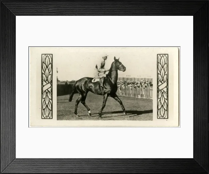 Framed Print : Pilliewinkie, Australian race horse Framed Print : Pilliewinkie, Australian race horse