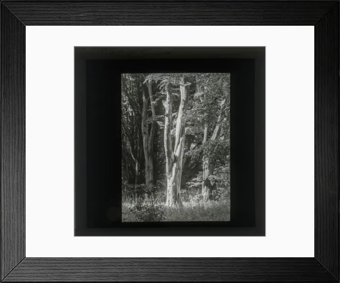 Framed Print : Photograph of Trees in light Framed Print : Photograph of Trees in light