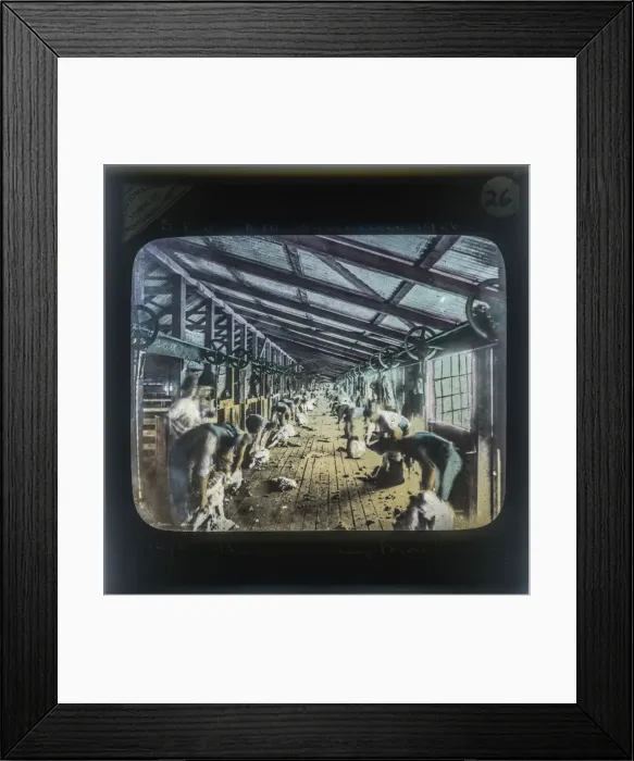 Framed Print : Sheep Shearing By Machinery Framed Print : Sheep Shearing By Machinery