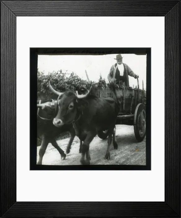 Framed Print : Cart drawn by bulls Framed Print : Cart drawn by bulls