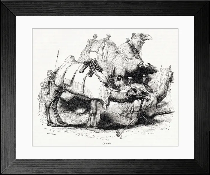 Framed Print : Arabian camels Framed Print : Arabian camels