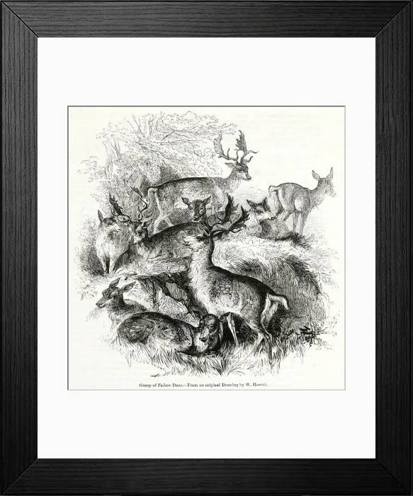 Framed Print : Group of fallow deer Framed Print : Group of fallow deer