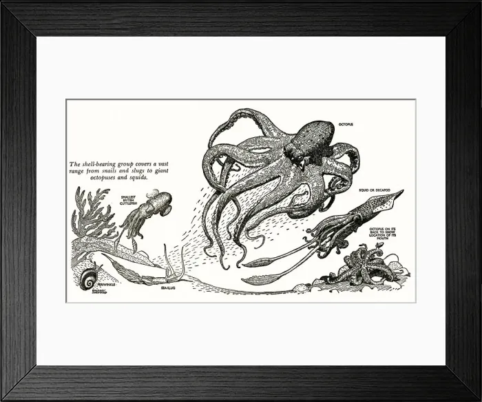 Framed Print : Range of marine life found at the seaside Framed Print : Range of marine life found at the seaside