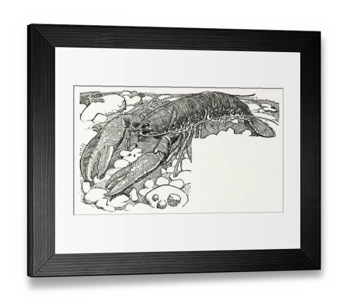 Framed Print : Lobster in a rock pool Framed Print : Lobster in a rock pool