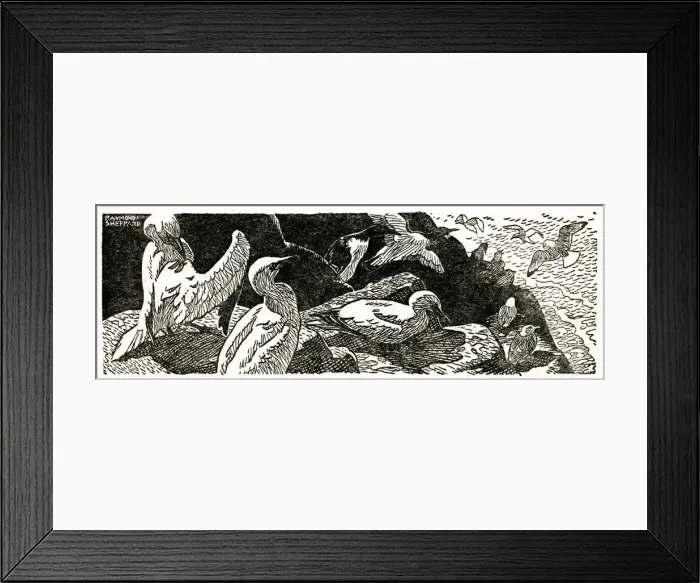 Framed Print : Gannets and guillemots on the cliffs Framed Print : Gannets and guillemots on the cliffs