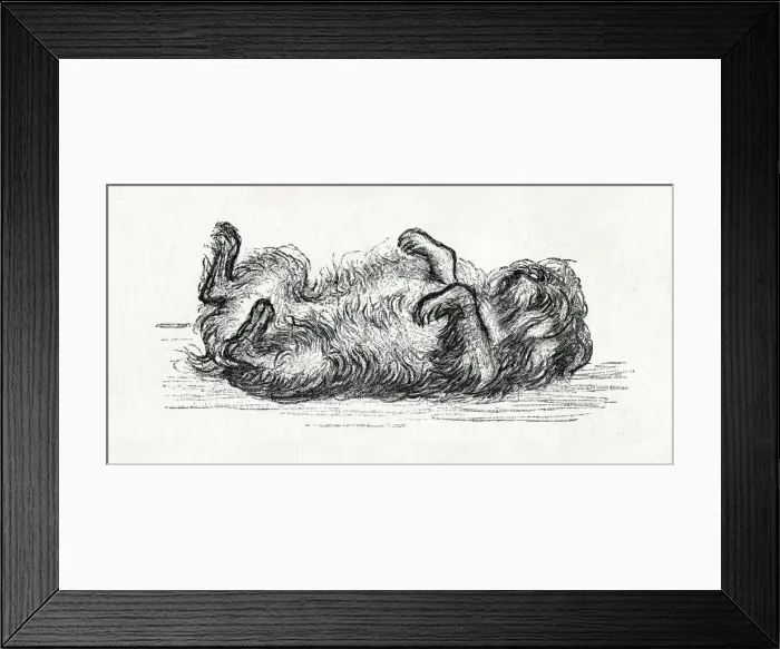 Framed Print : Little Women - Mop the dog lying on his back Framed Print : Little Women - Mop the dog lying on his back