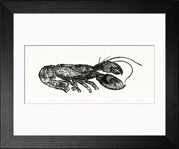 Framed Print : Little Women - a lobster for a special lunch Framed Print : Little Women - a lobster for a special lunch