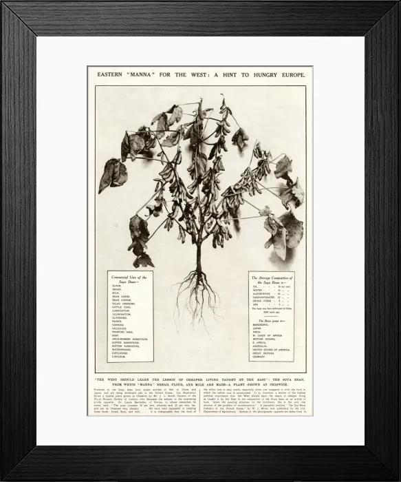 Framed Print : Soya beans - a hint for hungry Europe 1921 Framed Print : Soya beans - a hint for hungry Europe 1921