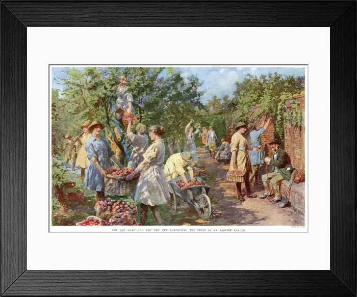 Framed Print : Woman harvesting apples as old man watches 1918