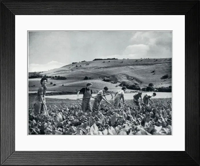 Framed Print : Womens Land Army volunteers in training, September 1939 Framed Print : Womens Land Army volunteers in training, September 1939