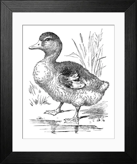 Framed Print : Duckling. A duckling. From Country Pleasures published by Raphael Tuck. Date: circa 1910 Framed Print : Duckling. A duckling. From Country Pleasures published by Raphael Tuck. Date: circa 1910
