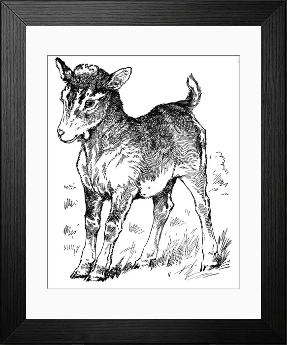 Framed Print : A kid (young goat) Framed Print : A kid (young goat)