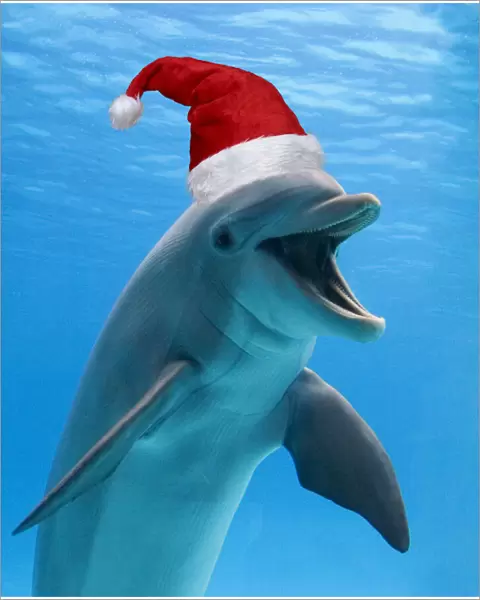 Bottlenose dolphin wearing Christmas hat