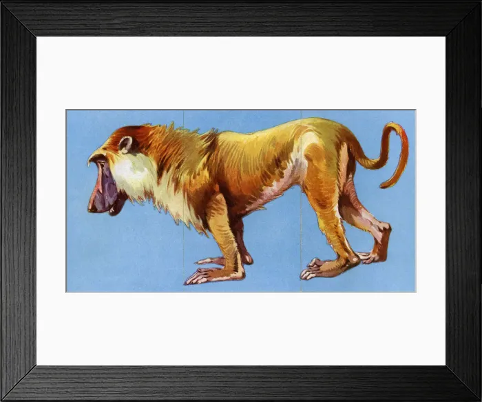 Framed Print : Zoo Misfitz card game - baboon Framed Print : Zoo Misfitz card game - baboon