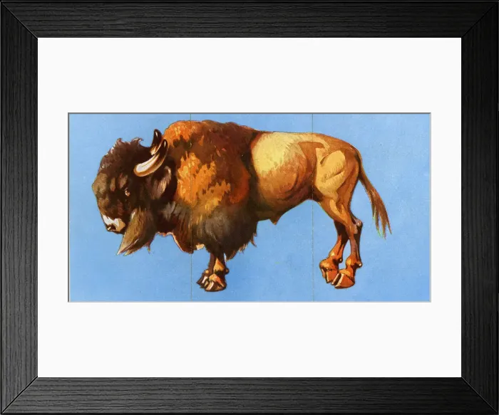 Framed Print : Zoo Misfitz card game - bison Framed Print : Zoo Misfitz card game - bison