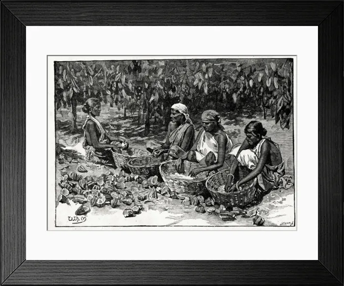 Framed Print : Frys Cocoa and Chocolate, Cocoa Plantation, Sri Lanka Framed Print : Frys Cocoa and Chocolate, Cocoa Plantation, Sri Lanka