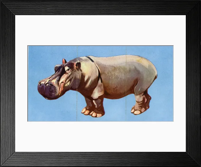 Framed Print : Zoo Misfitz card game - hippopotamus Framed Print : Zoo Misfitz card game - hippopotamus