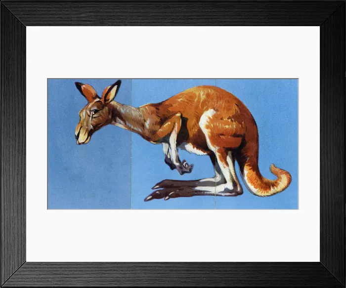 Framed Print : Zoo Misfitz card game - kangaroo Framed Print : Zoo Misfitz card game - kangaroo