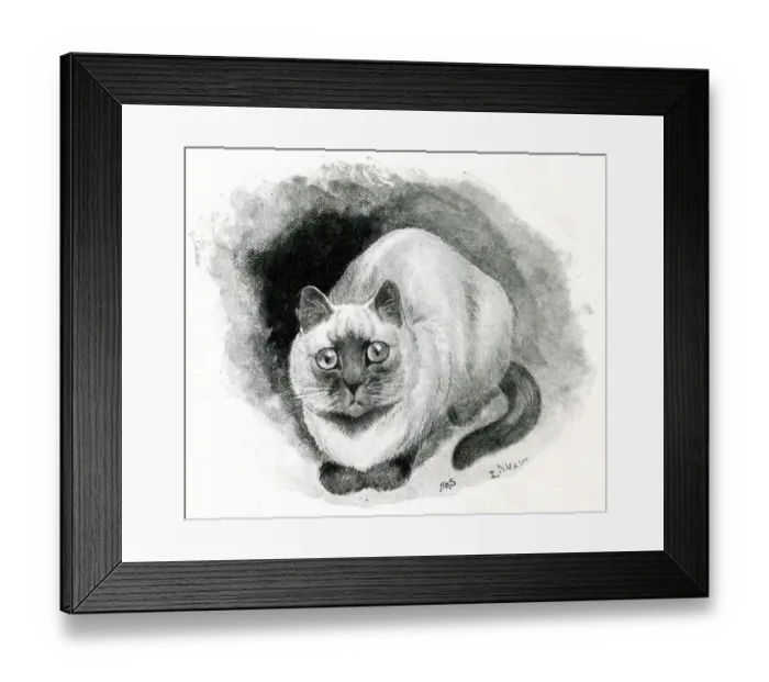 Framed Print : Miss F Moores Siamese cat Siam Framed Print : Miss F Moores Siamese cat Siam