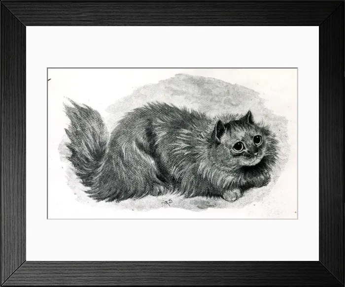 Framed Print : Miss Simpsons Blue Persian cat Bounce Framed Print : Miss Simpsons Blue Persian cat Bounce