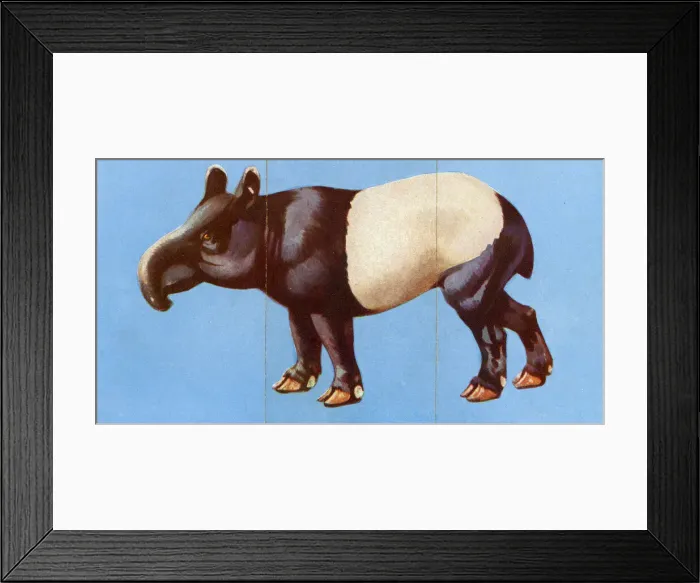 Framed Print : Zoo Misfitz card game - tapir Framed Print : Zoo Misfitz card game - tapir